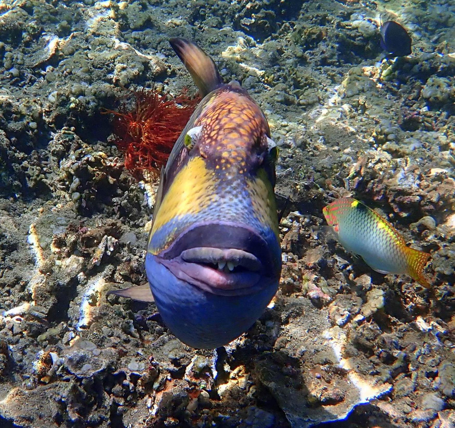 Hotel United Colors Of Lembongan Nusa Lembongan Esterno foto